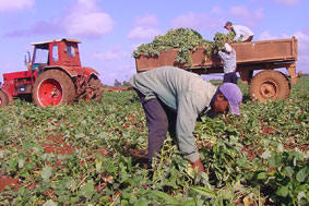  In Cuba: Avilanian People Ready to Produce More Food   